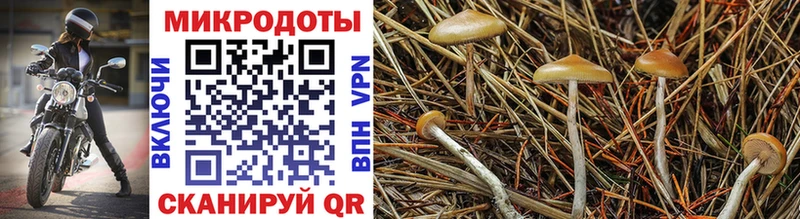 Купить где  Верхняя Пышма  Галлюциногенные грибы MAGIC MUSHROOMS 